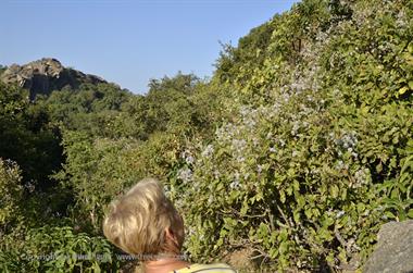 05 Mount_Abu_DSC4111_b_H600